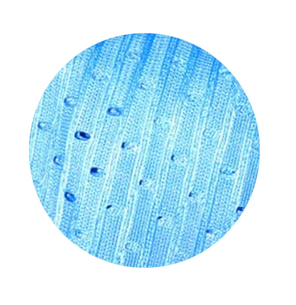 Elastic Steppiline